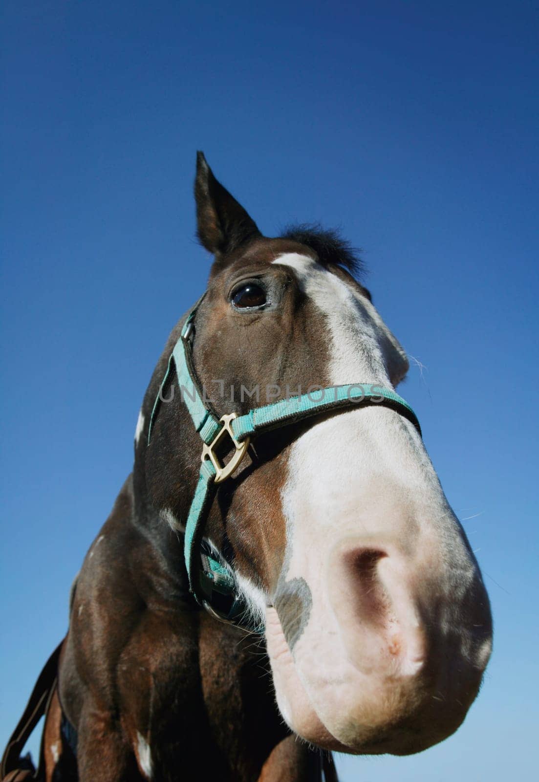 Portrait of a horse