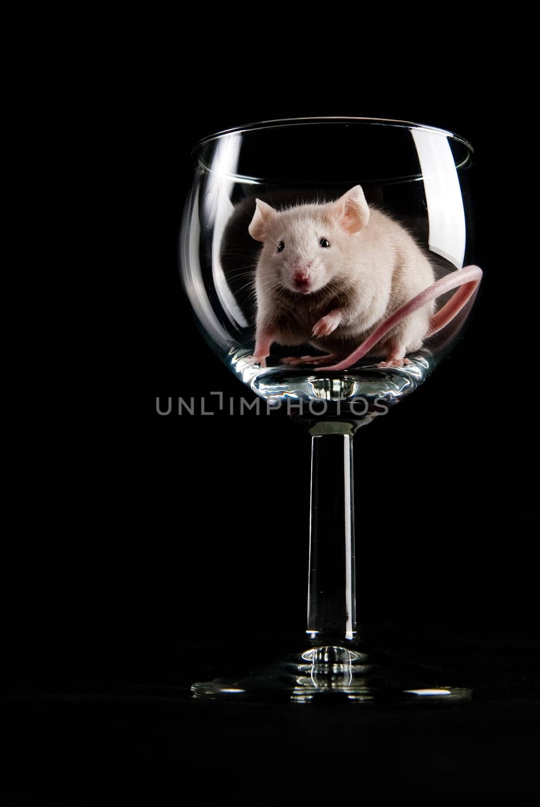 mouse in glass