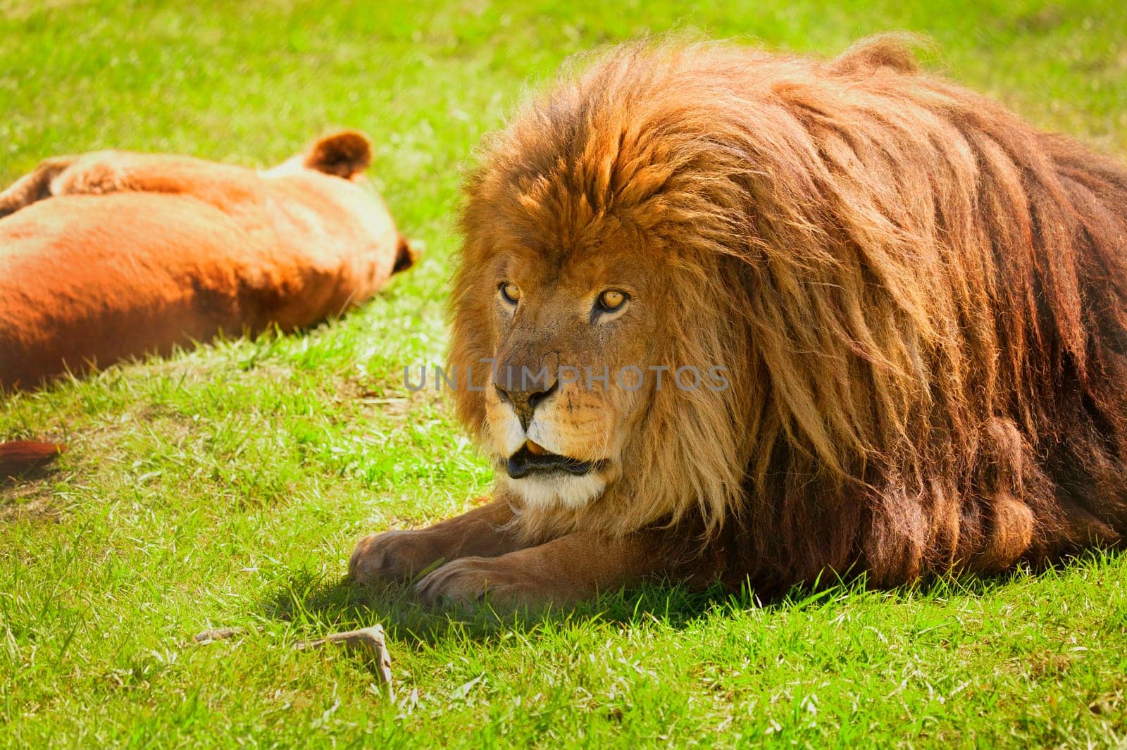 A lion and lioness