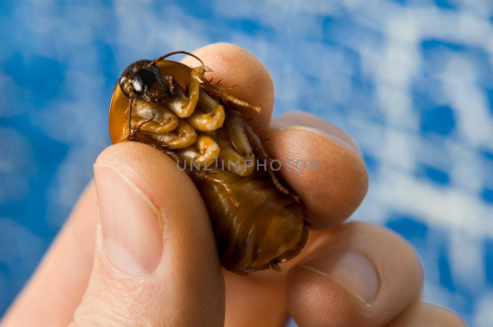 Closeup of a bug