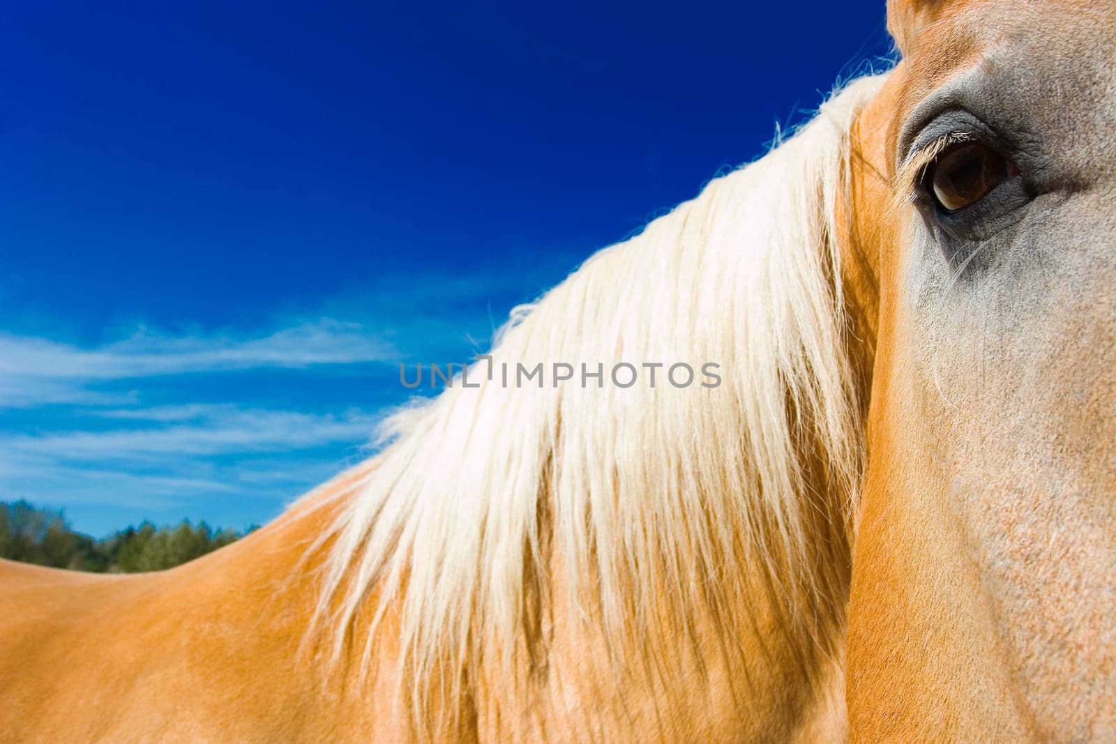 Closeup of horse's face