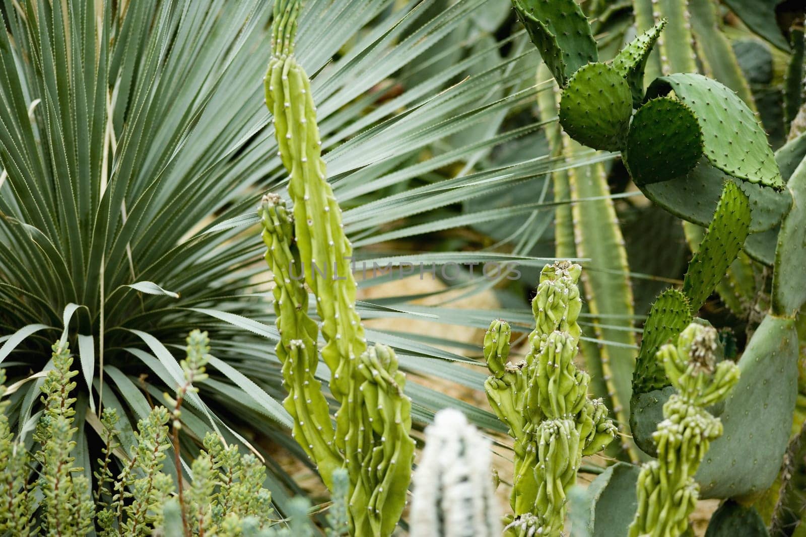 Succulents