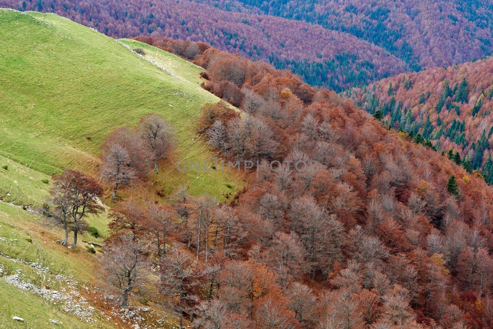 Autumn colors in the forest