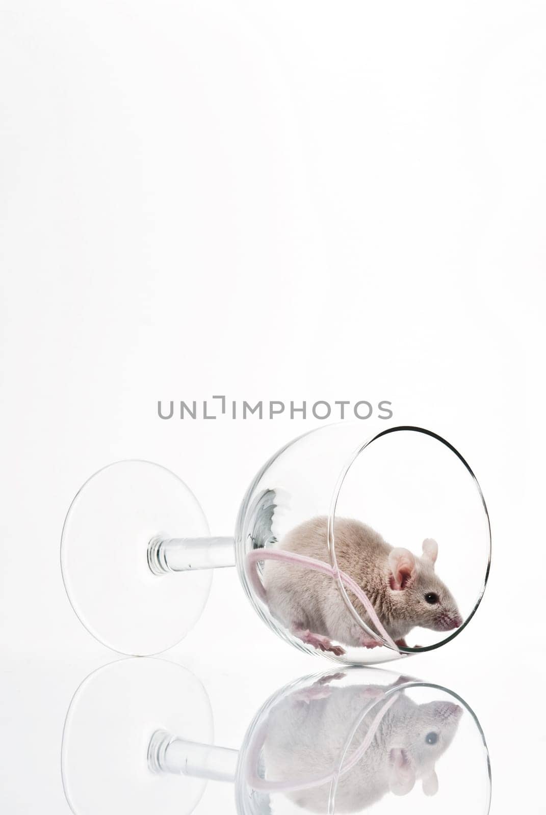 white mouse in glass