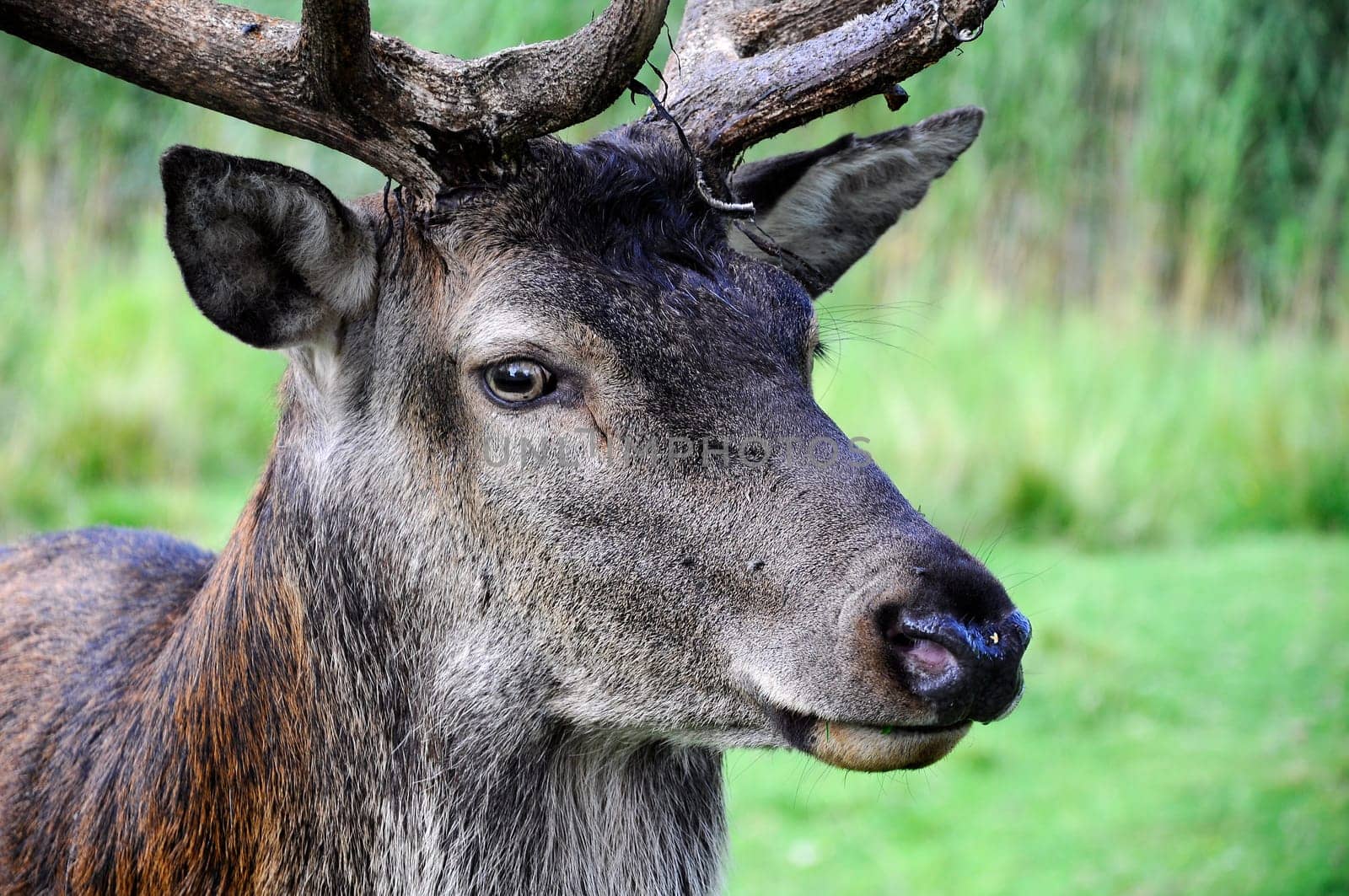 Deer - Red Deer
