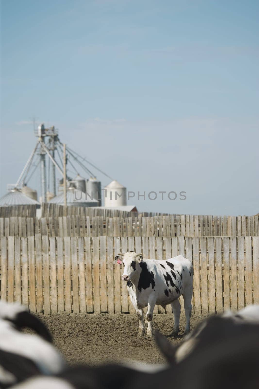 A dairy cow