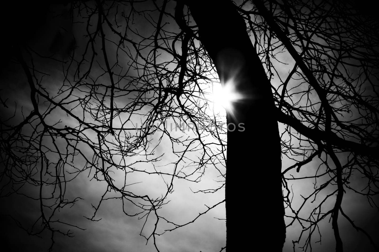 Tree Silhouette