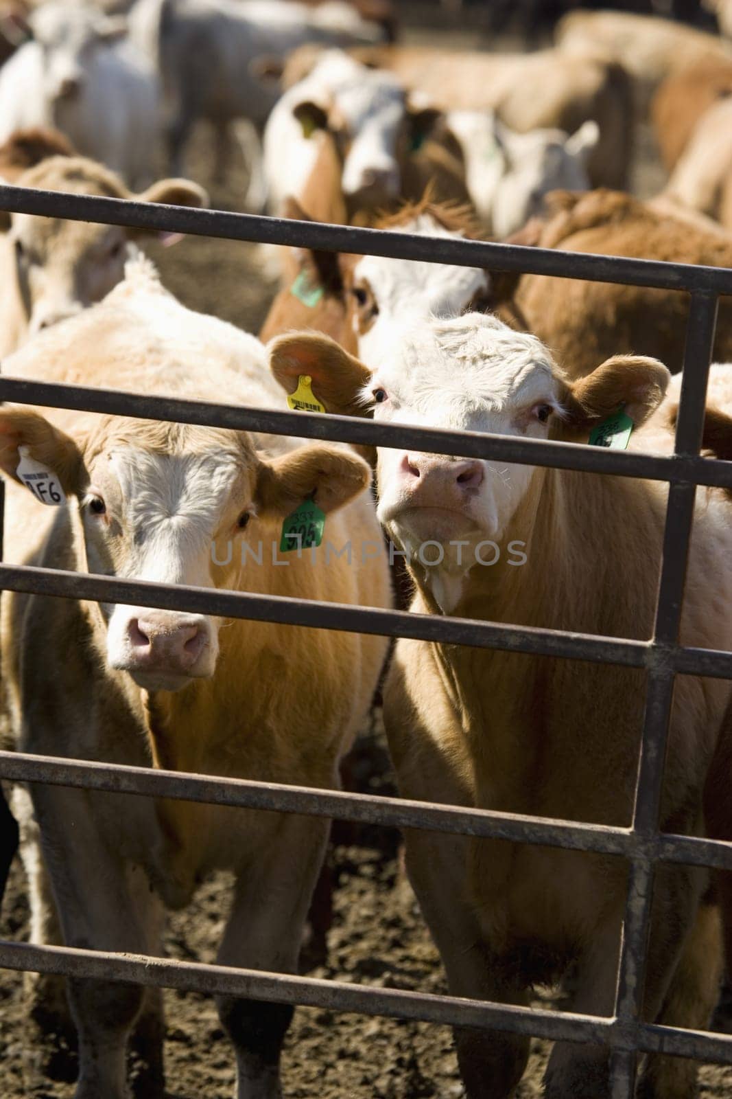 Cows in Corral