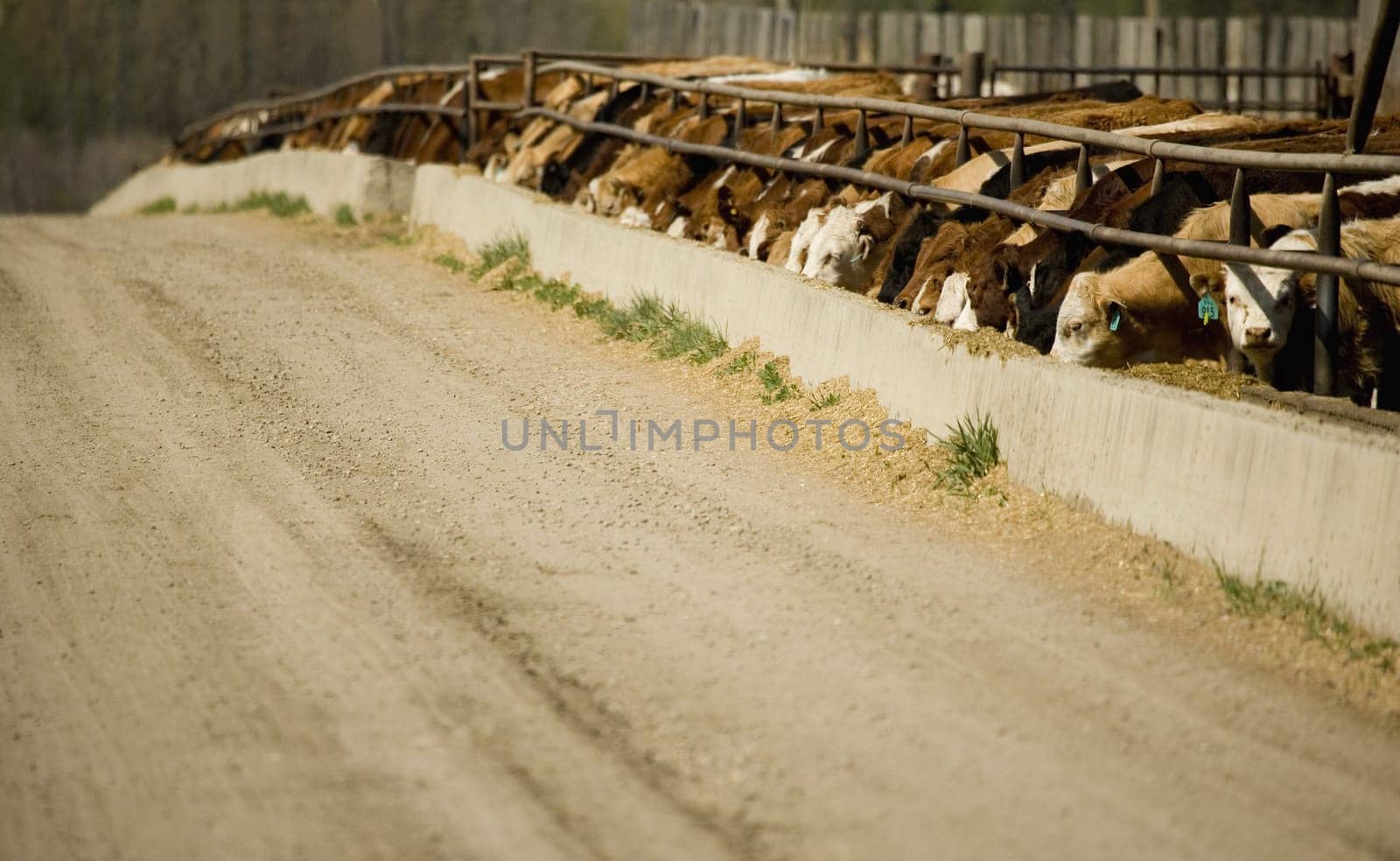 Cattle eating in trough