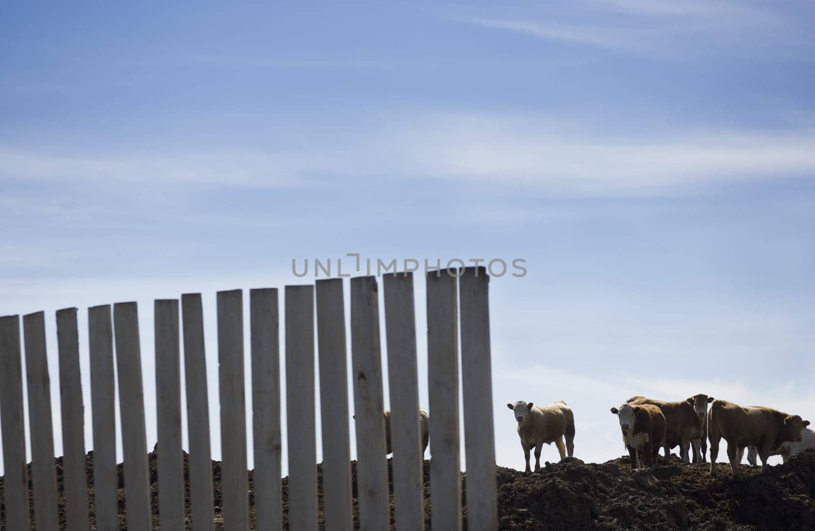 Herd of cattle