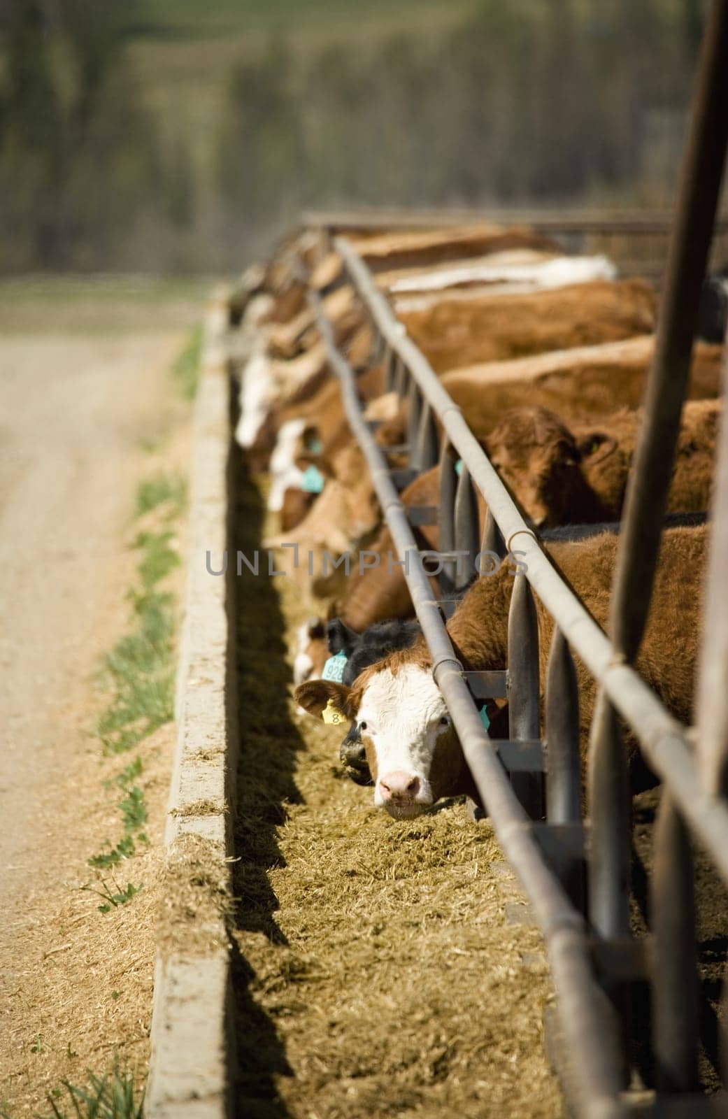 Cattle at feeding trough