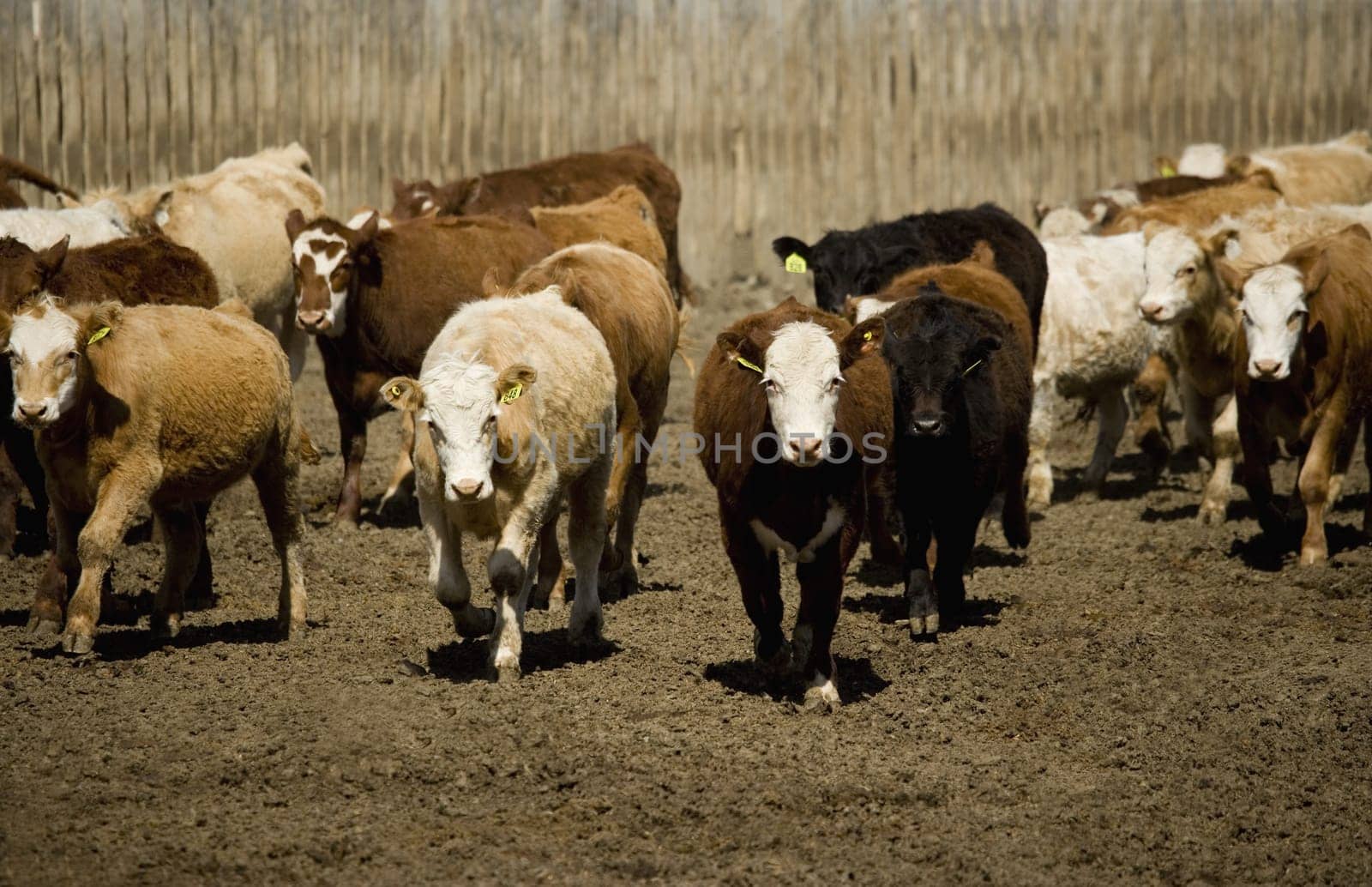 Cattle in corral
