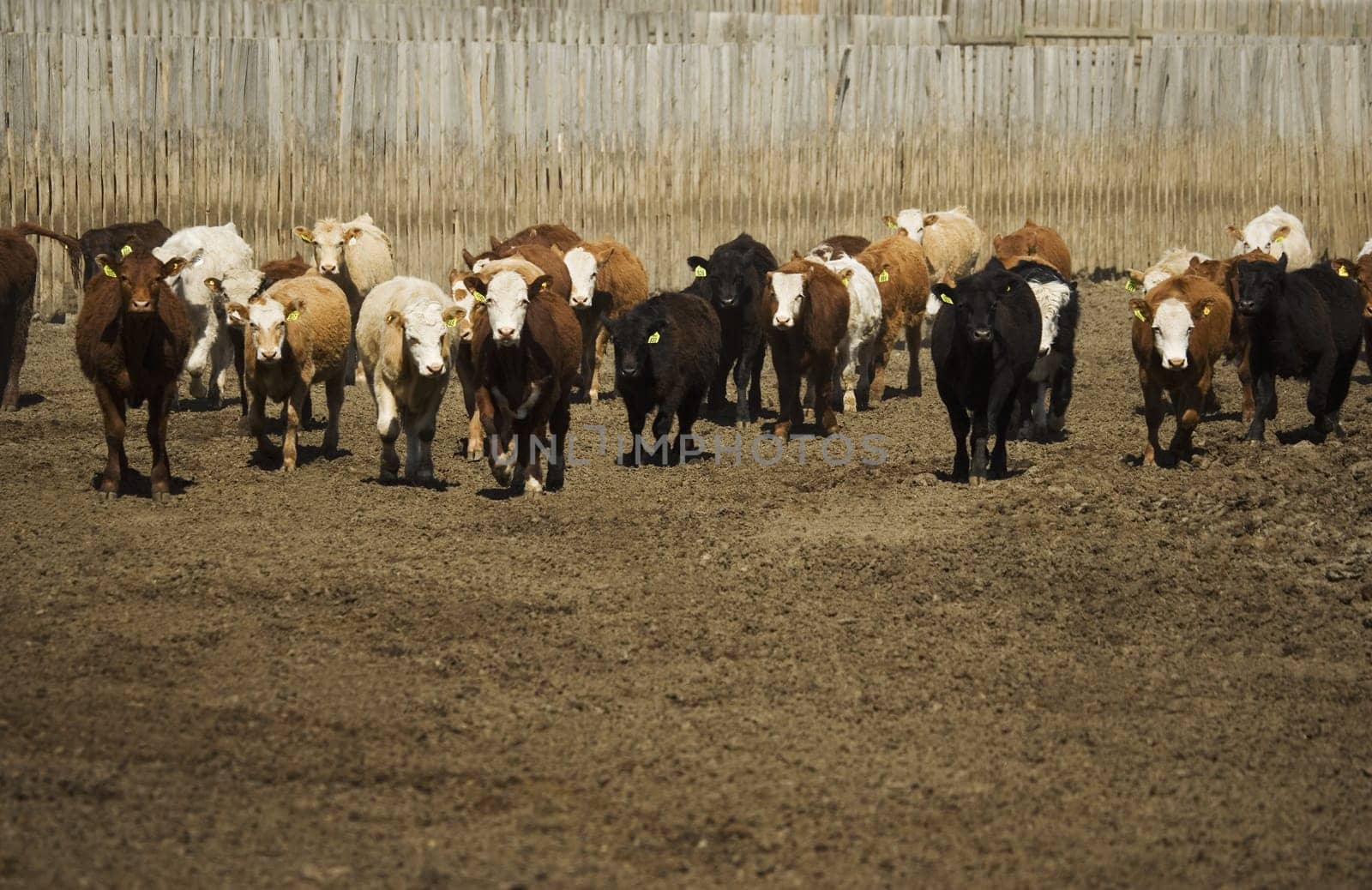 Herd of cattle
