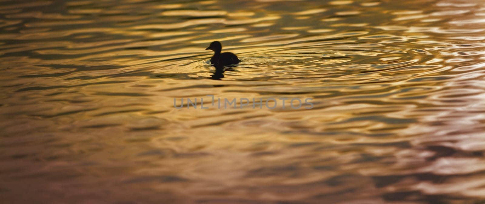 Duckling swimming at sunset