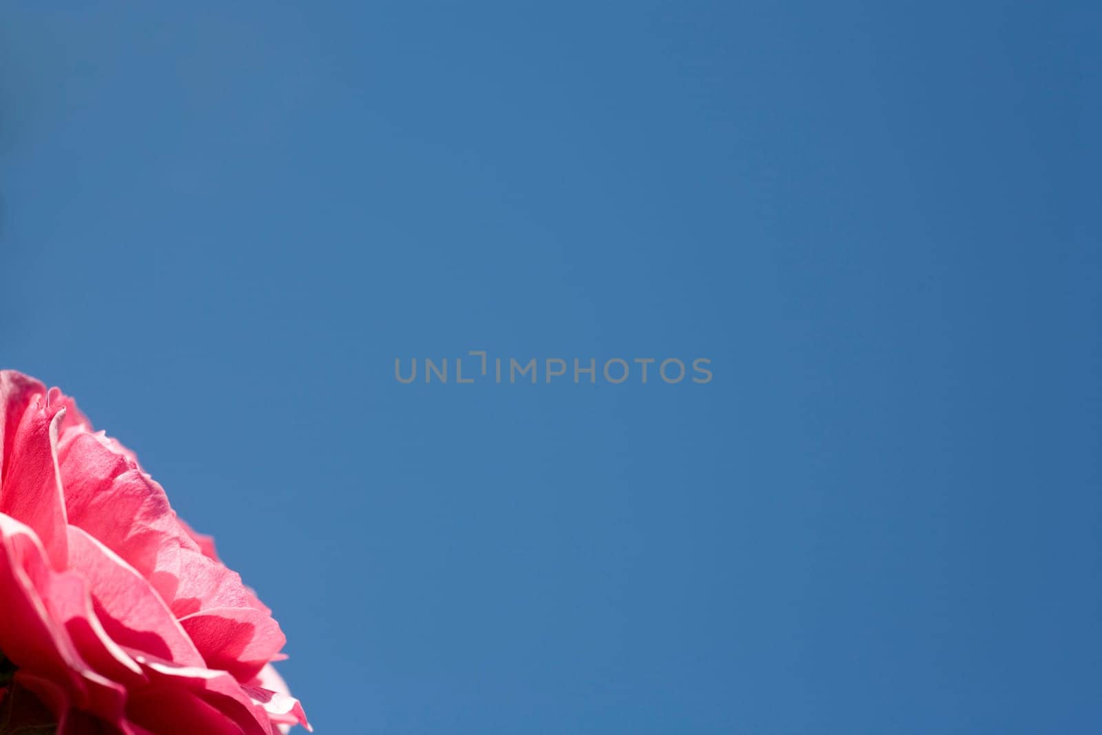 Pink flower against blue sky