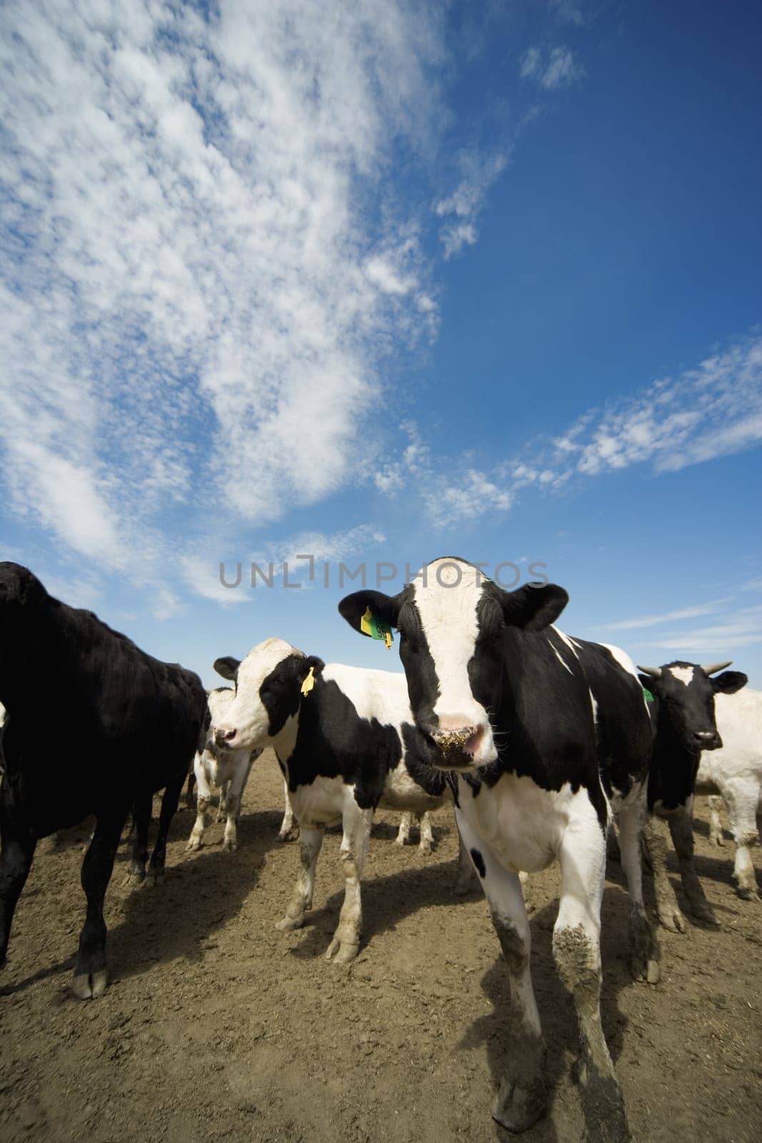 Cattle Herd