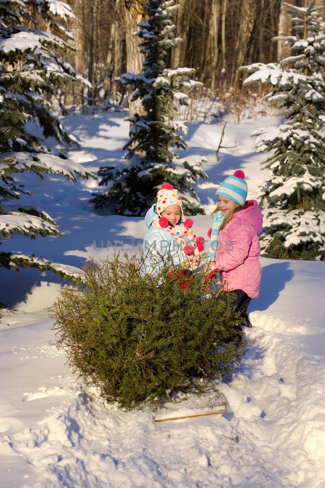 Children pulling a tree