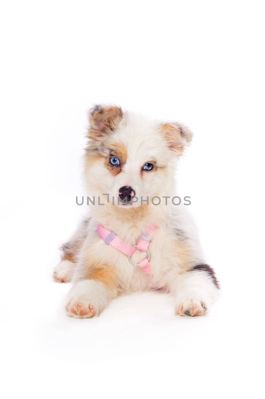 Australian Shepherd puppy