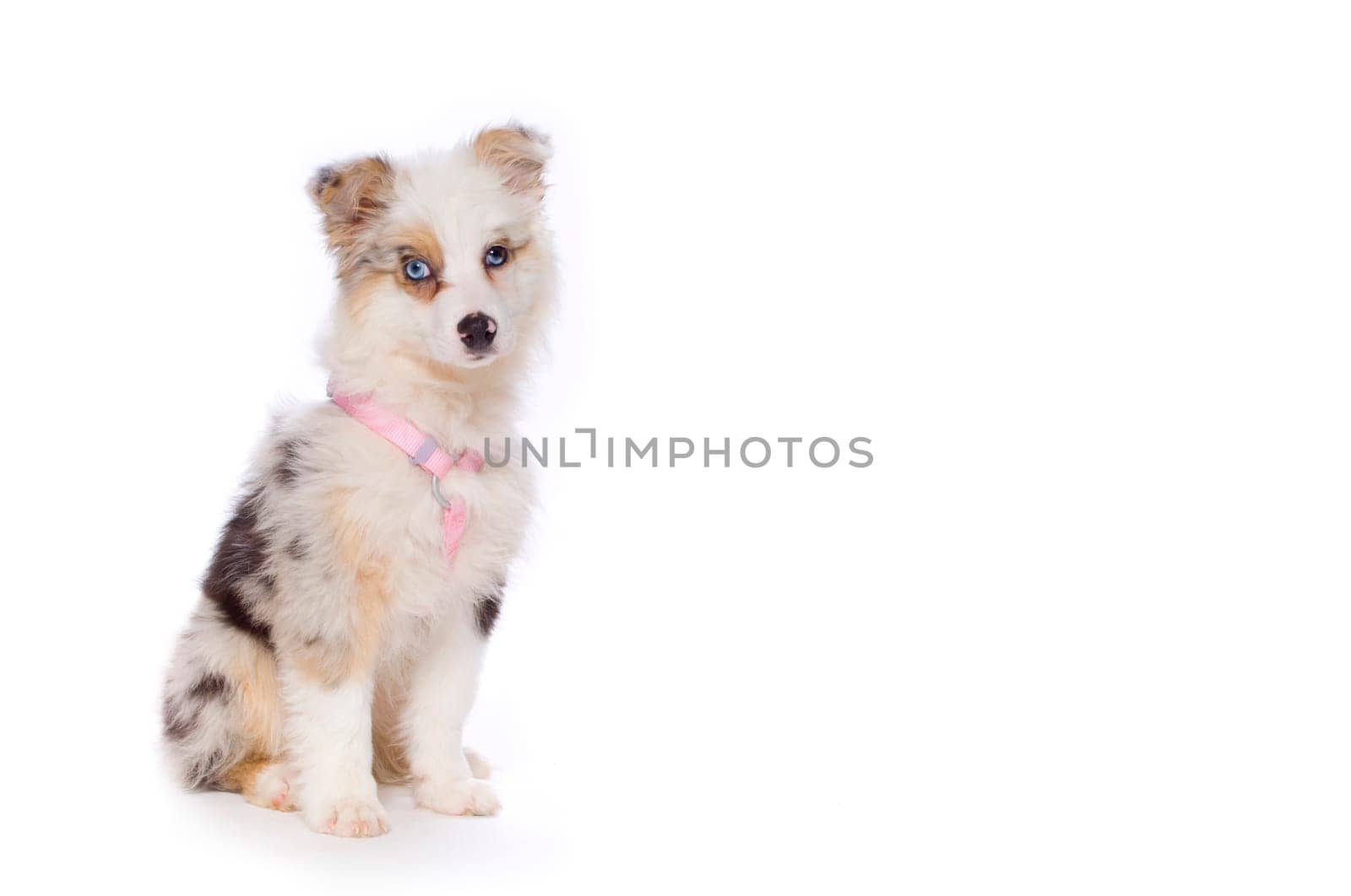 Australian Shepherd puppy