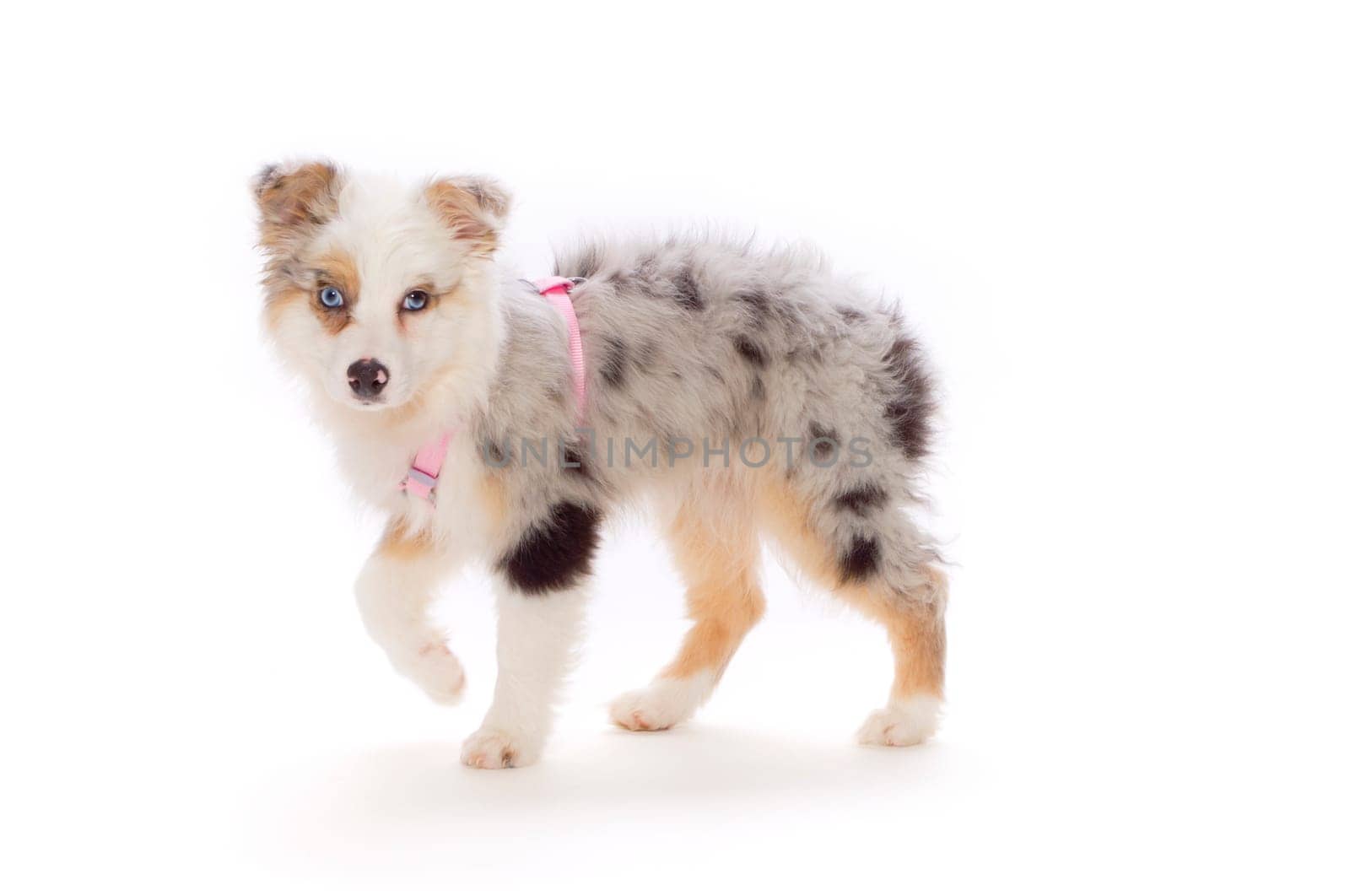 Australian Shepherd puppy