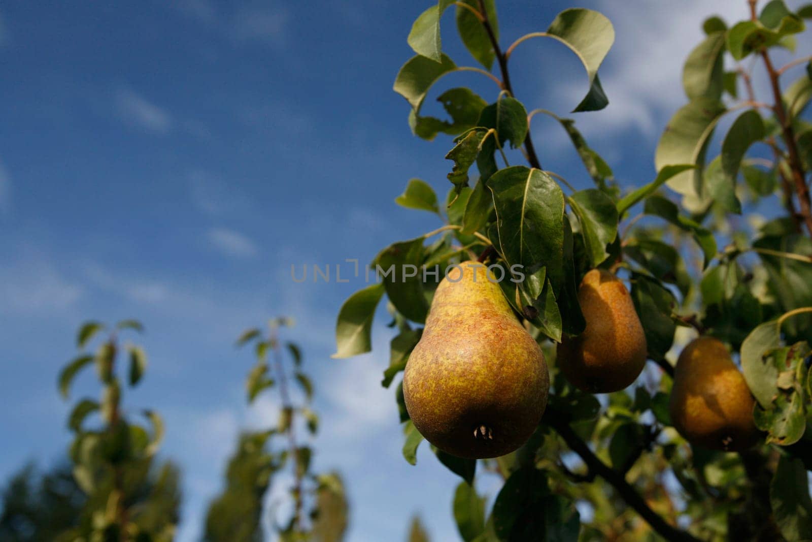 Ripening pears on a pear tree