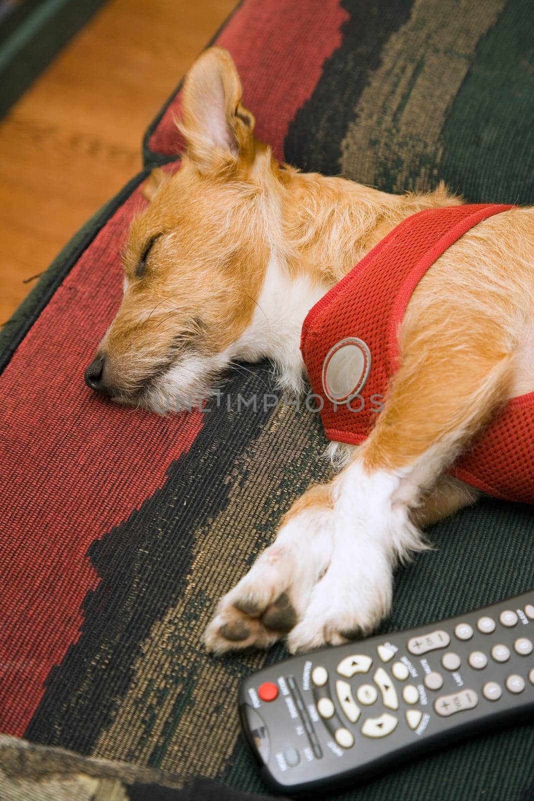 Dog sleeping next to remote control