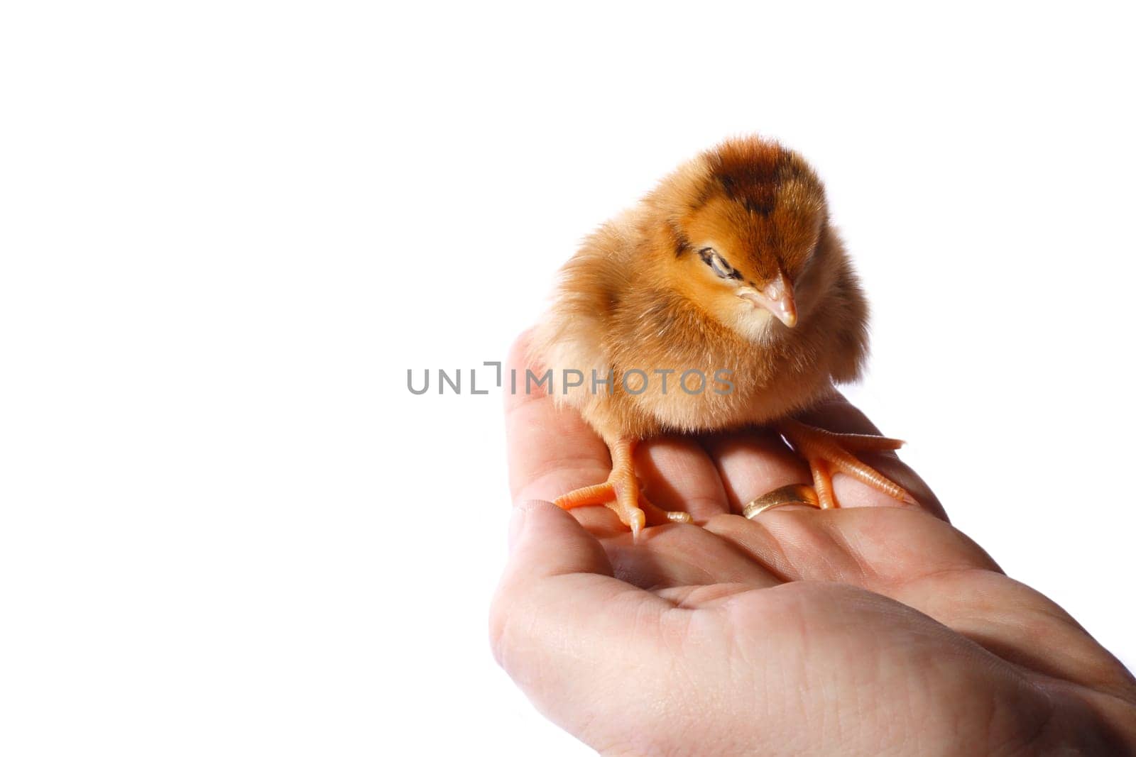 Baby chick being held