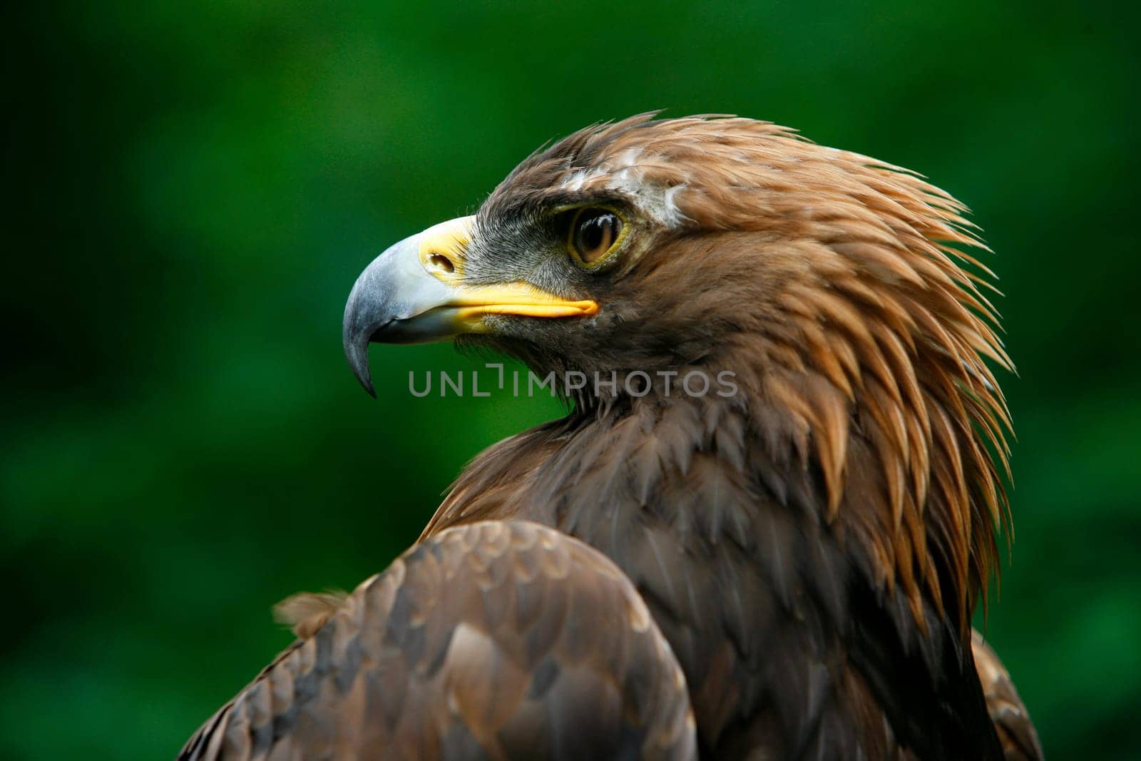 Golden eagle's face (Aquila Chrysaetos)