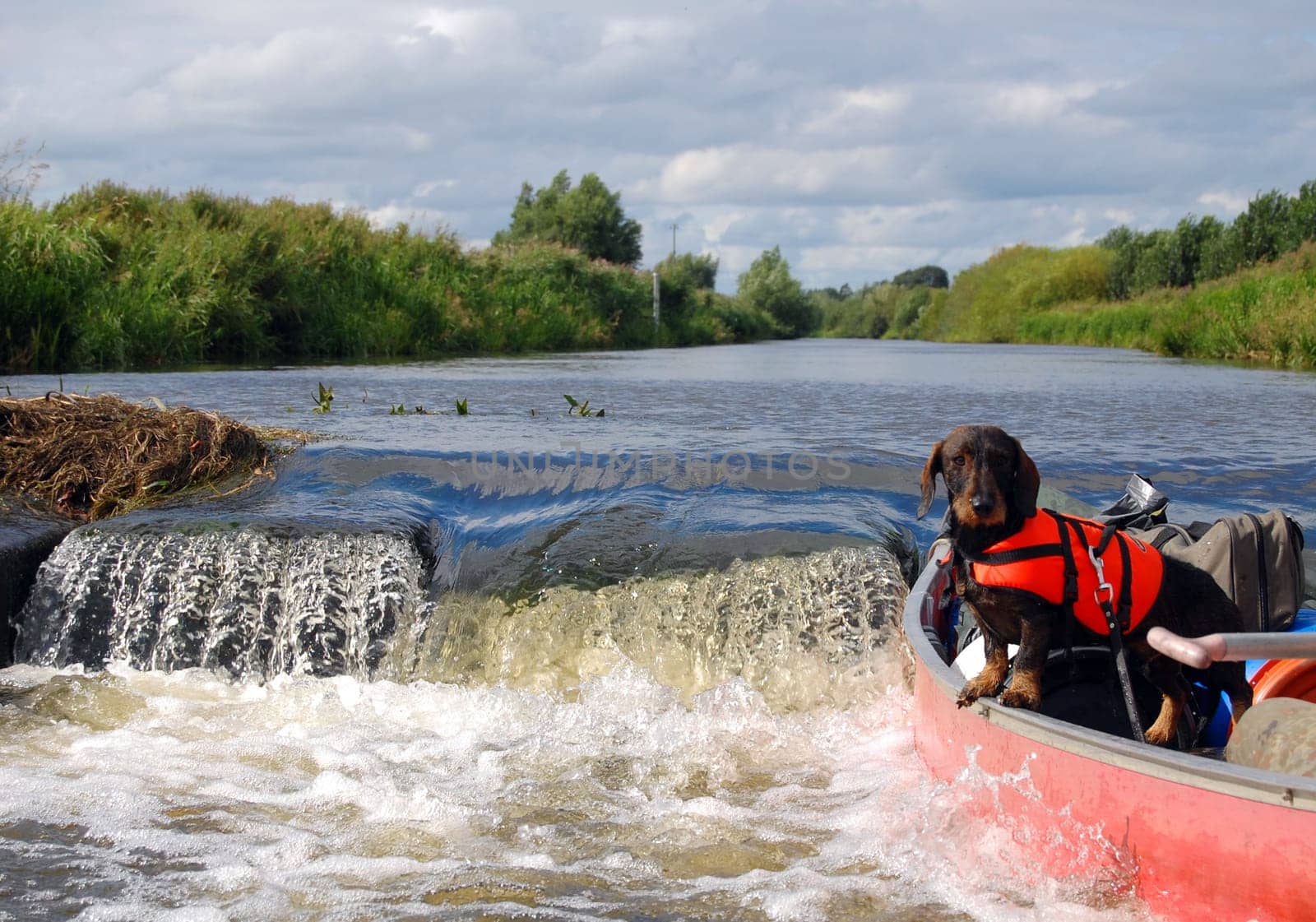 Dachshund with life jacket 3