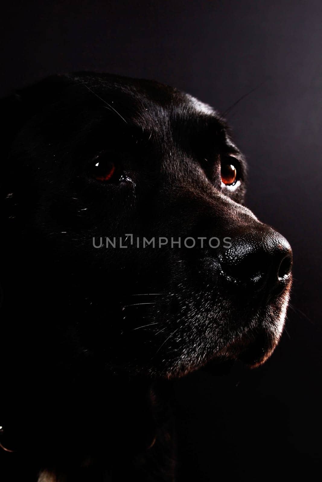 Dog Portrait Lowkey