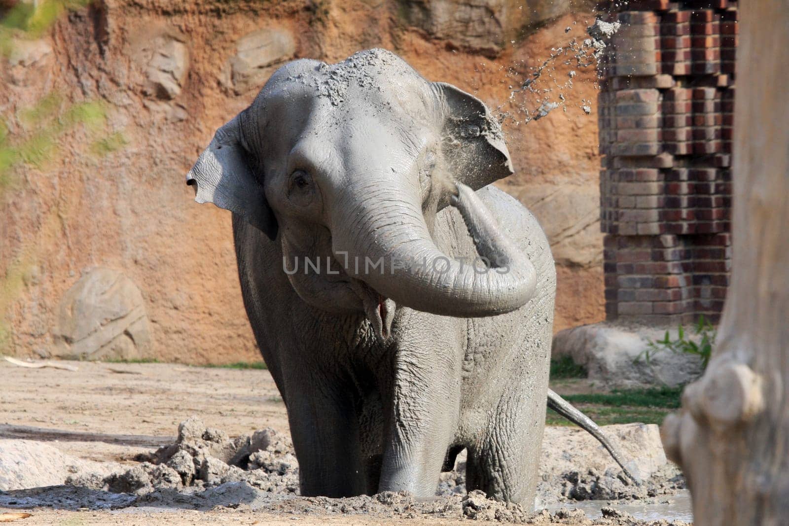 Mud bath