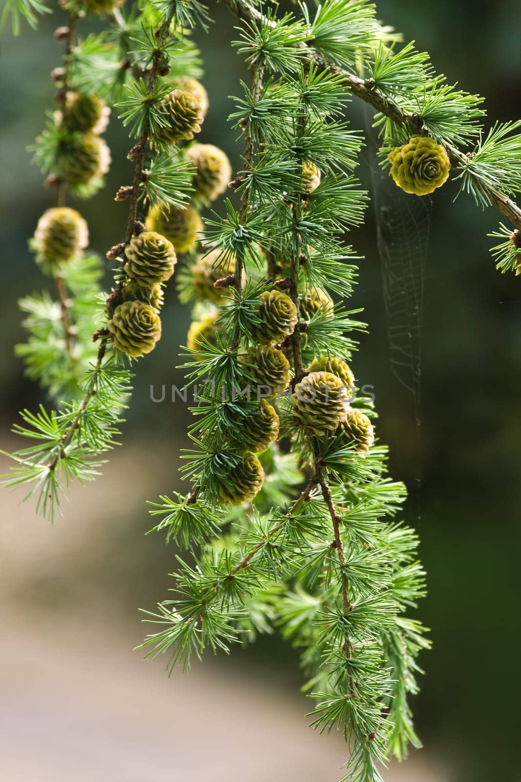 Branch of Larch tree with needles and cones