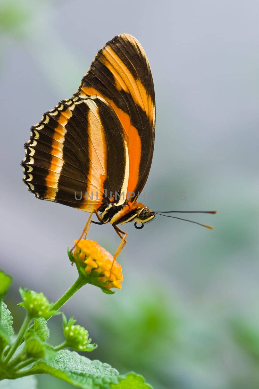 Banded Orange Tiger butterfly on lantana