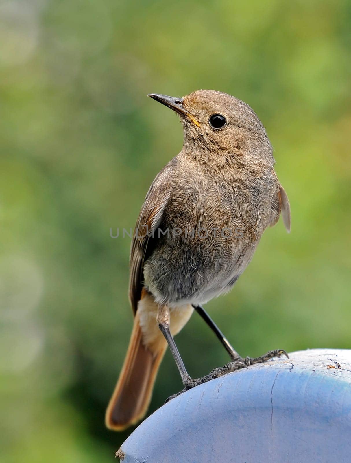 Black redstart