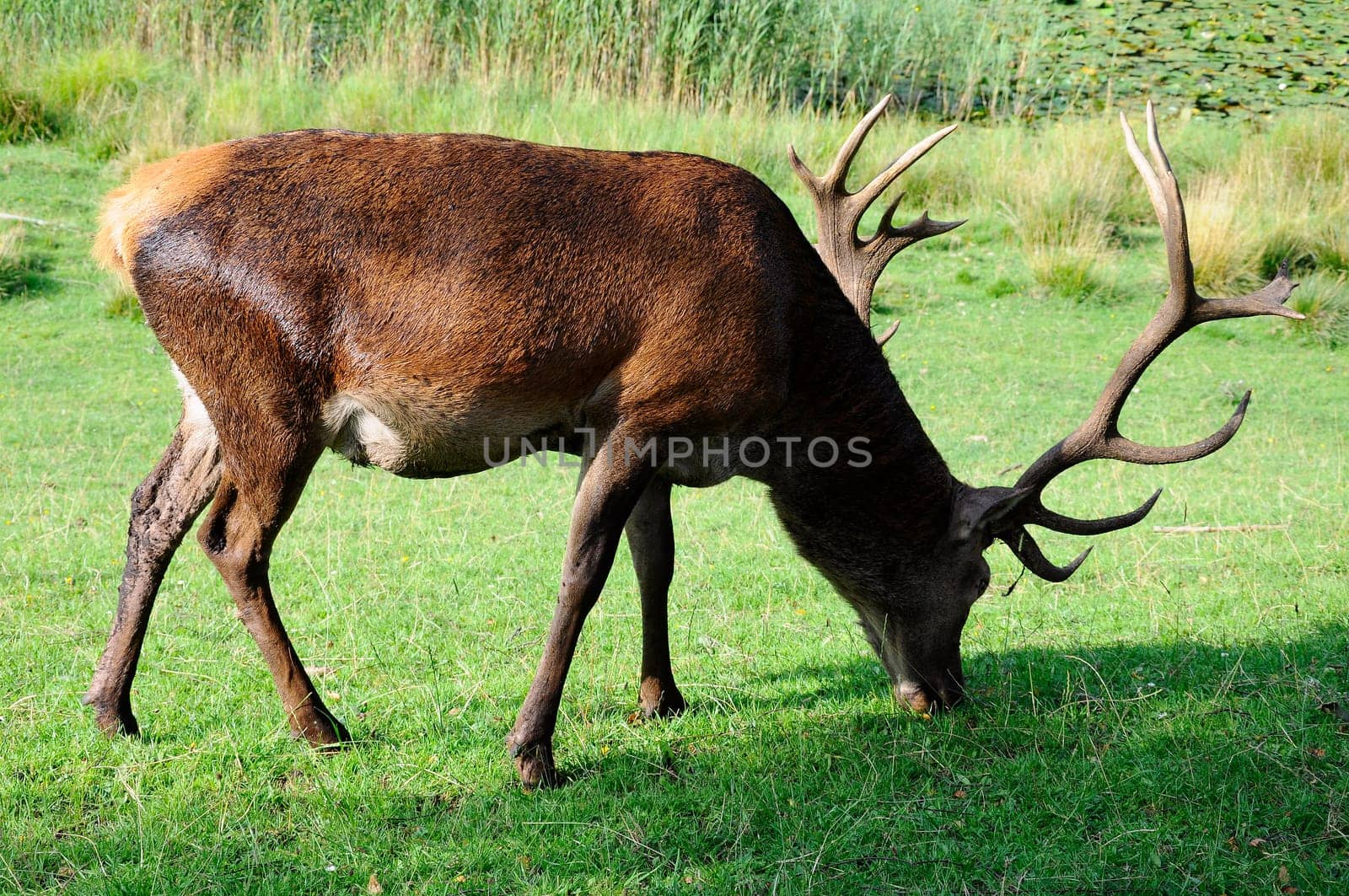 Deer - Red Deer