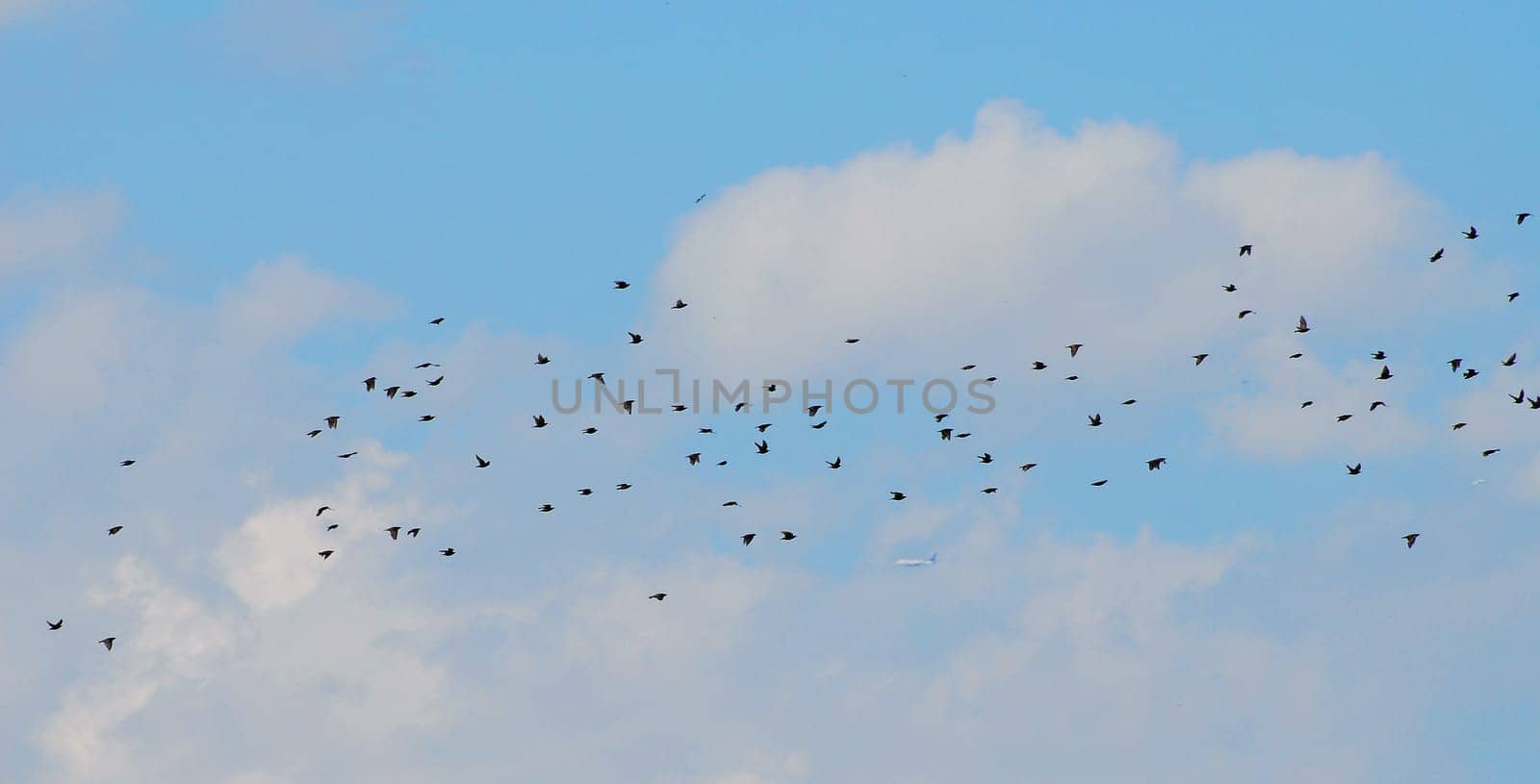 Flock of birds