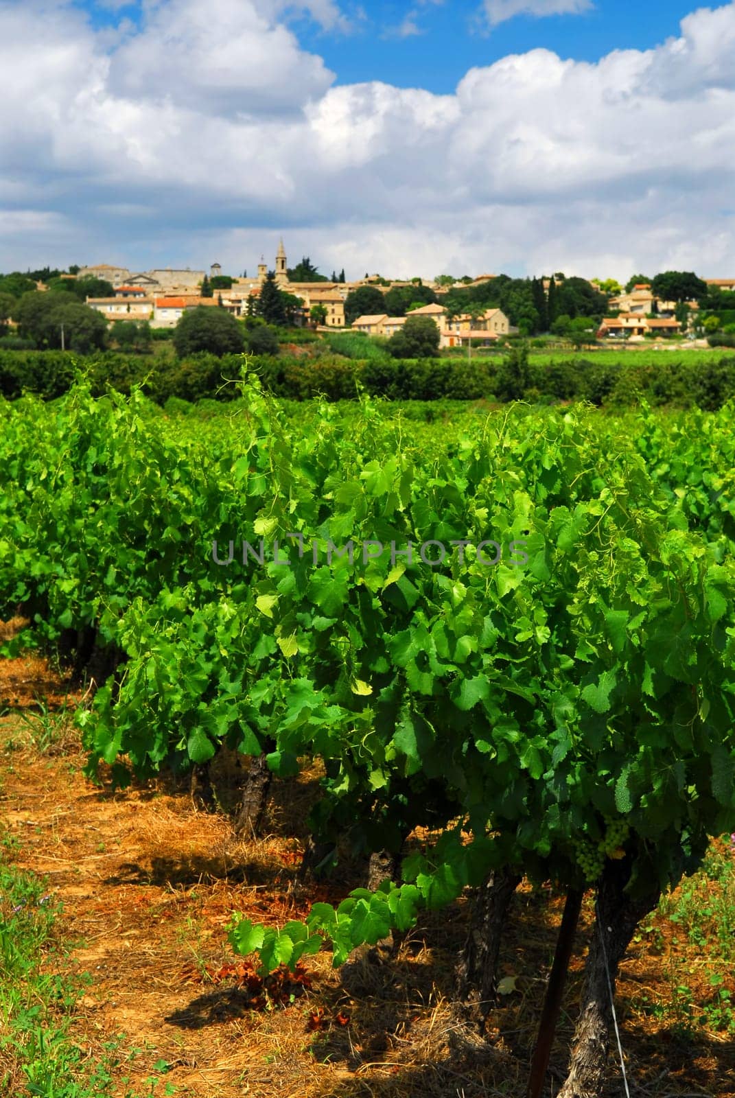 Vineyard in french countryside