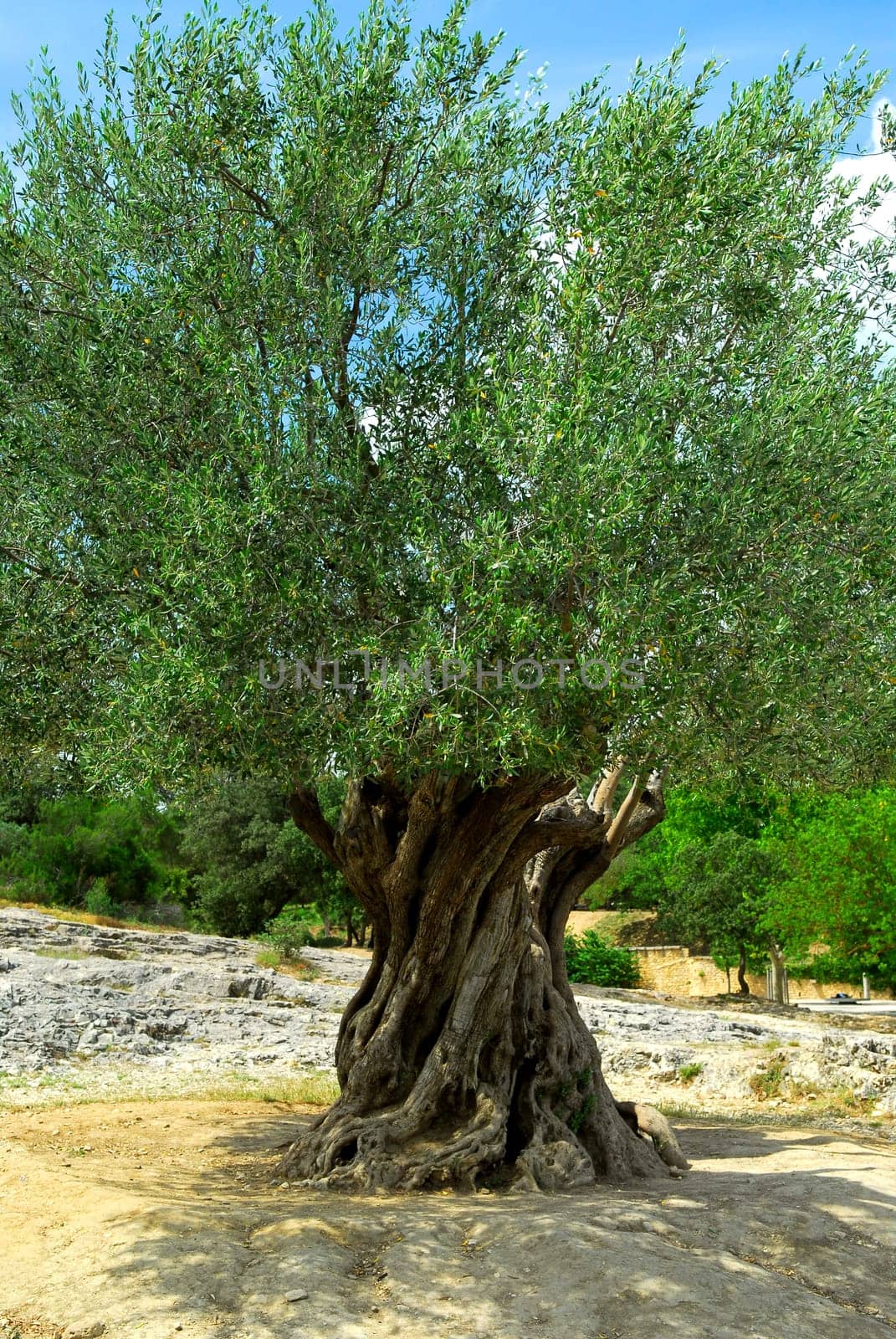 Old olive tree