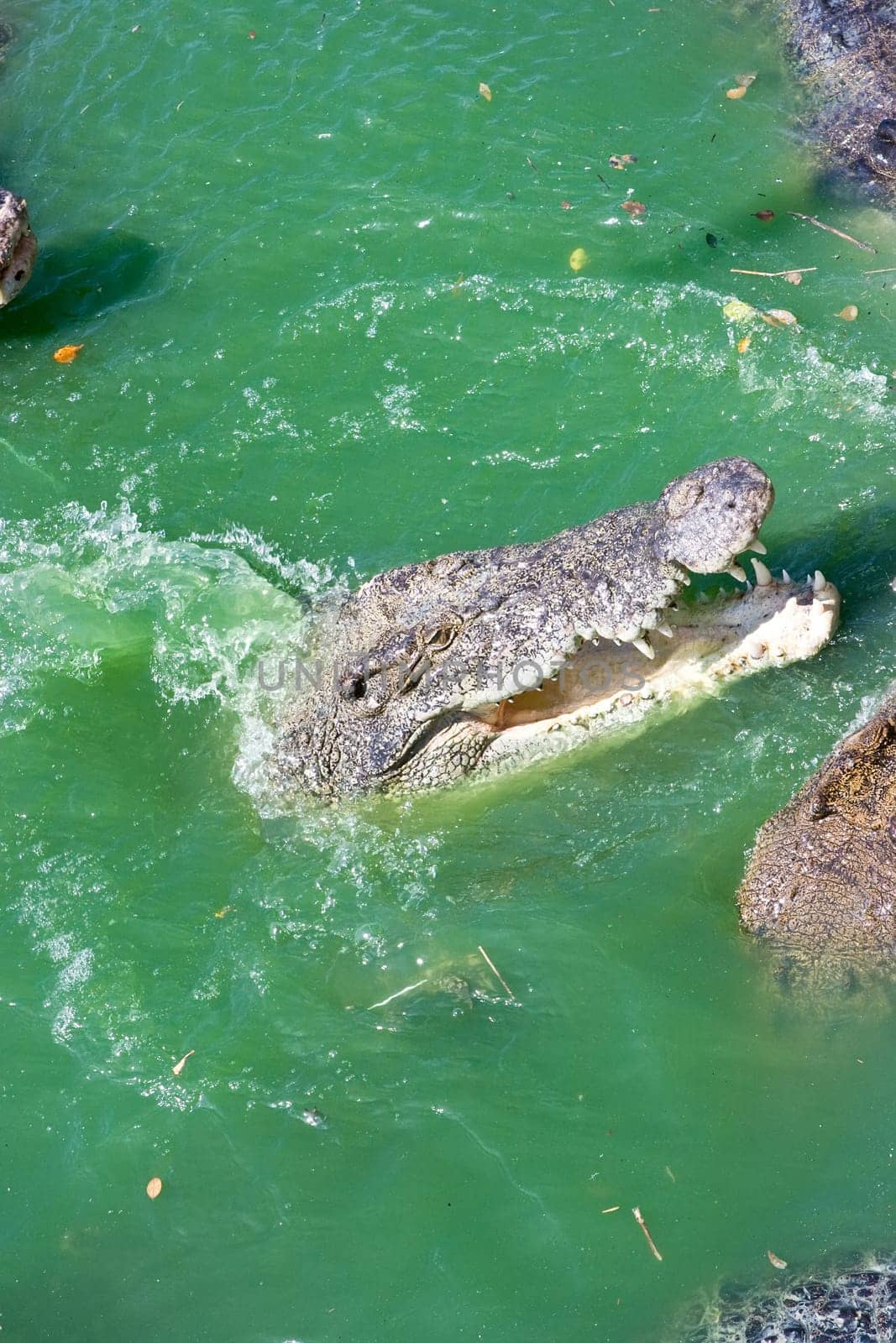 Crocodile in the pond