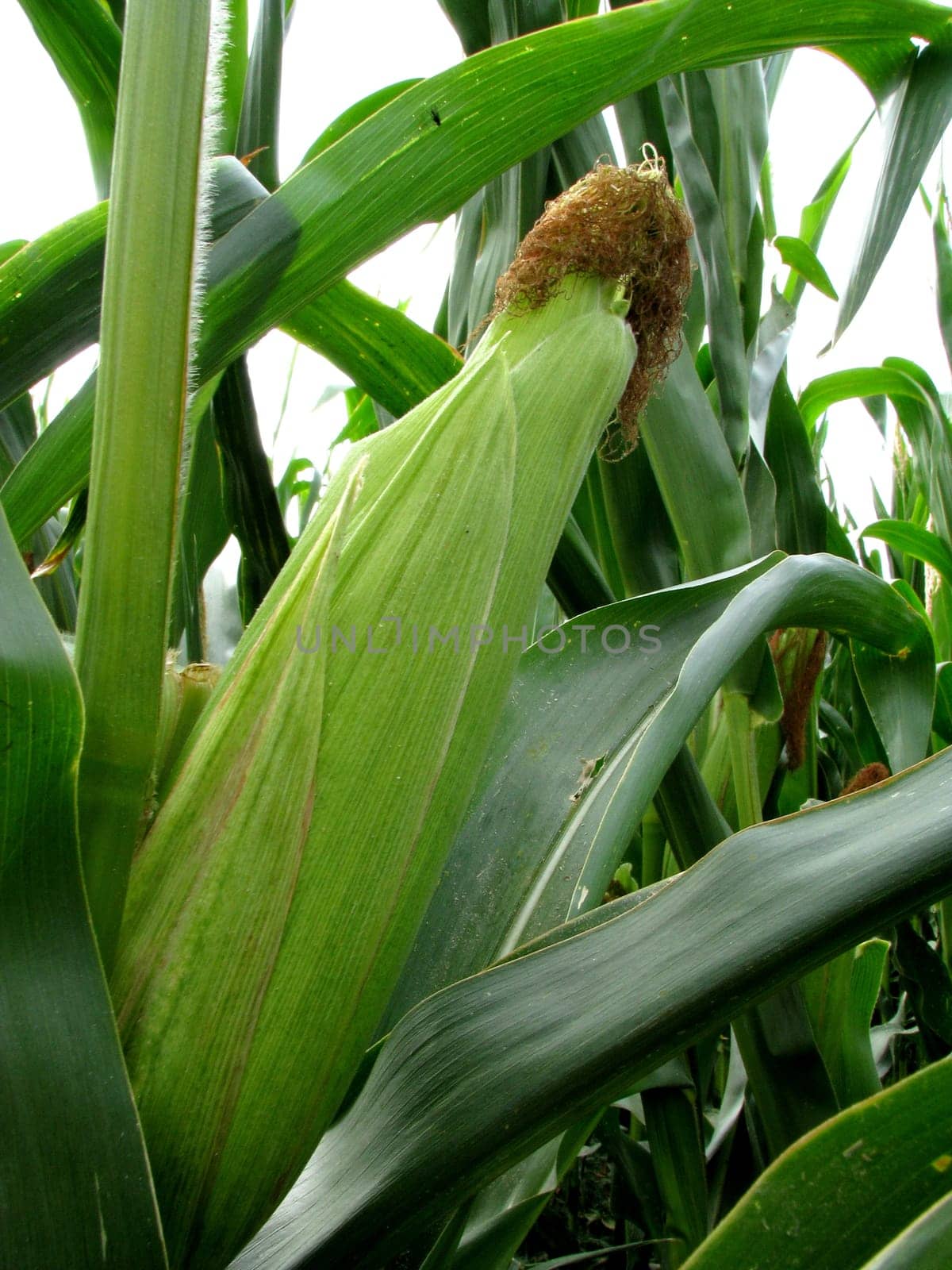 Corn plant