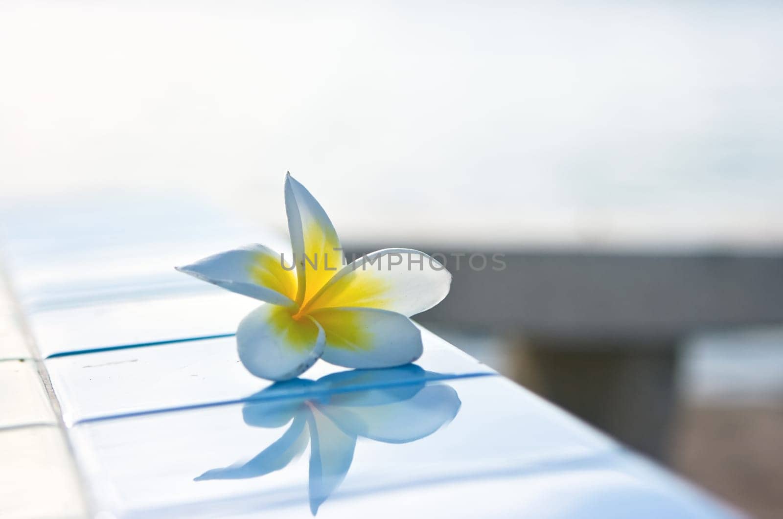 Temple tree flower
