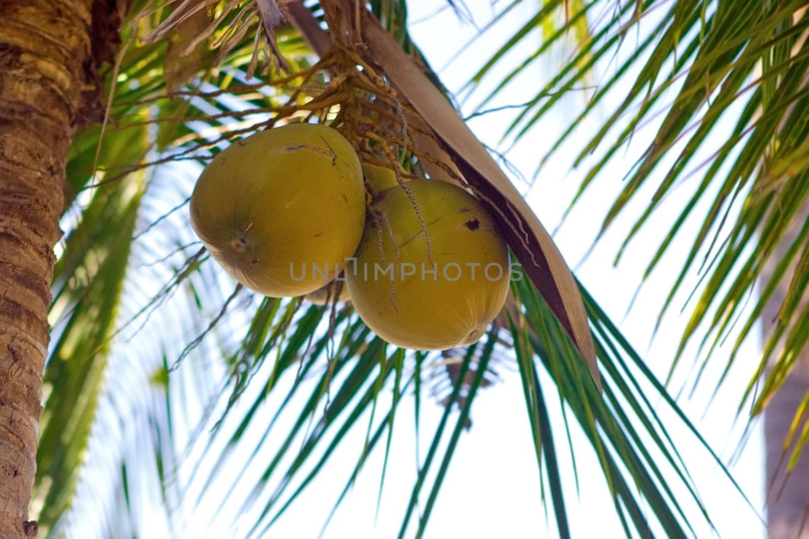 Coconuts