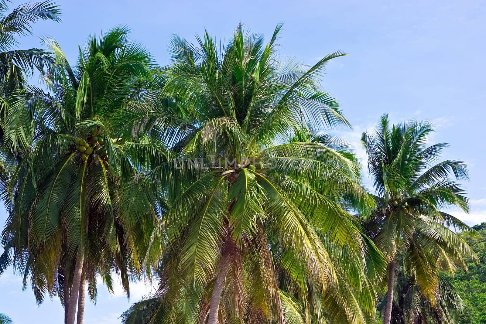 Palms