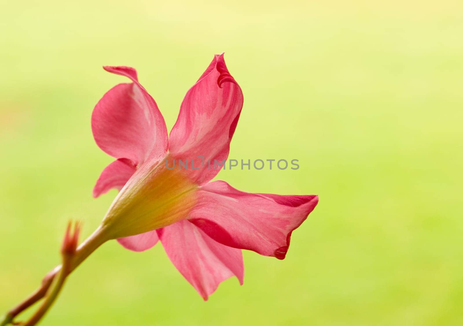 pink flower diplodena rosea