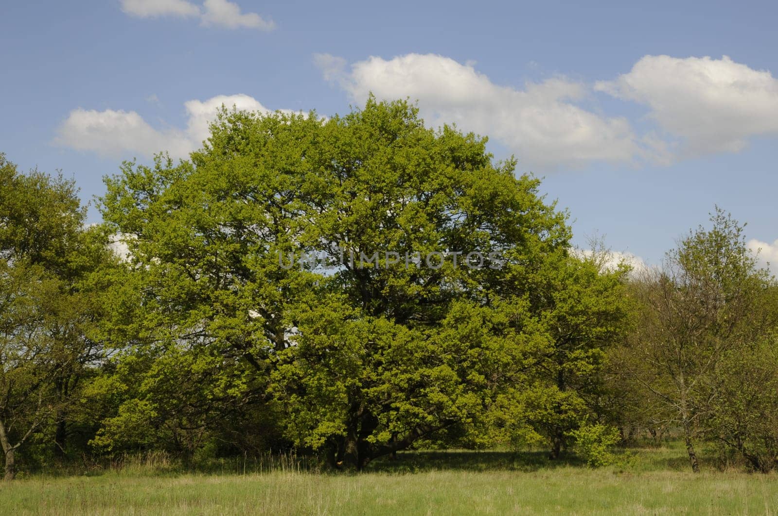 Trees at the edge of the forest