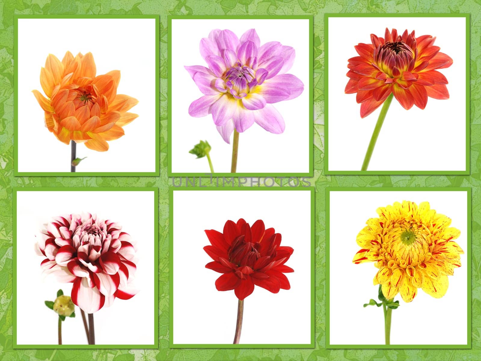 Flower Collage