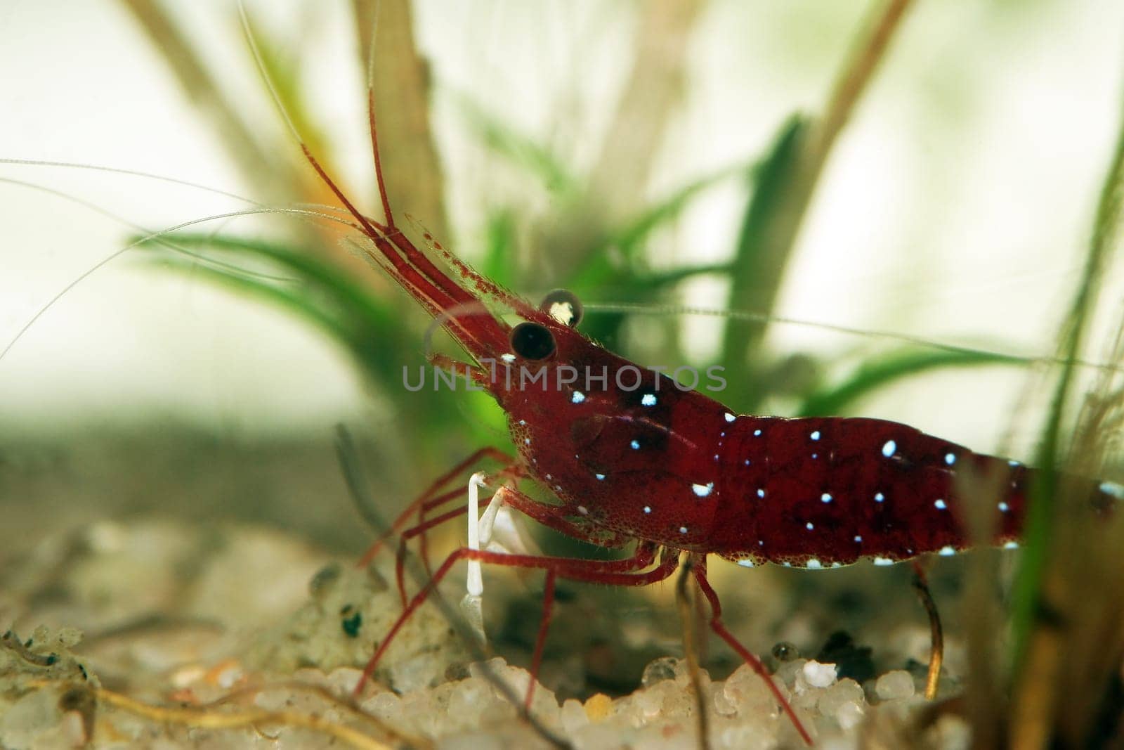 Cardinal shrimp