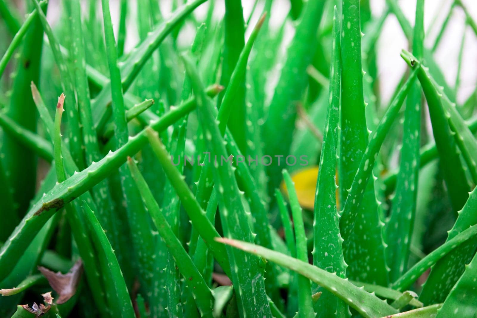 Aloe vera