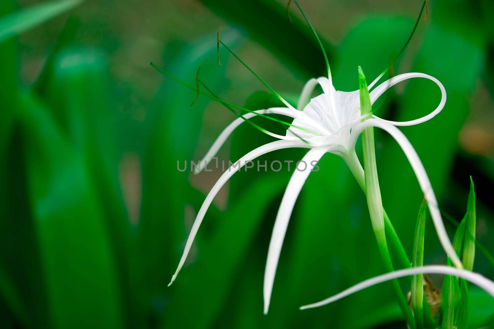 White flower