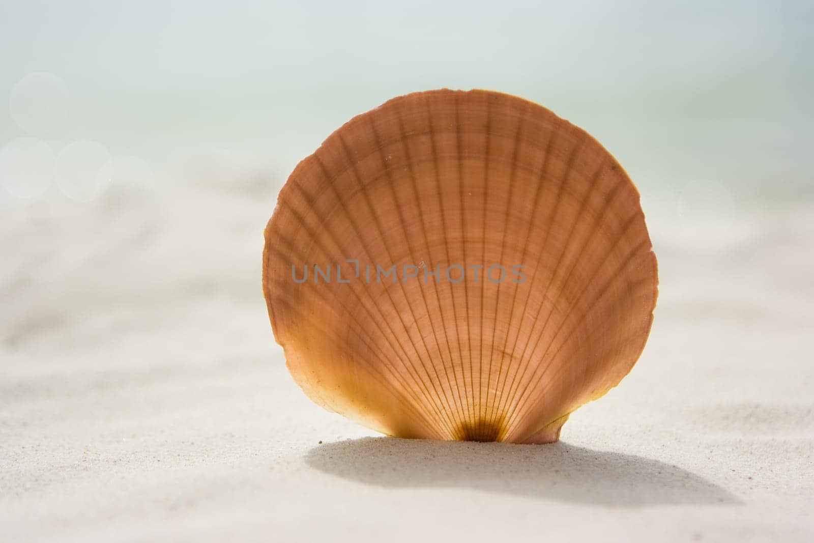 Shell on sand